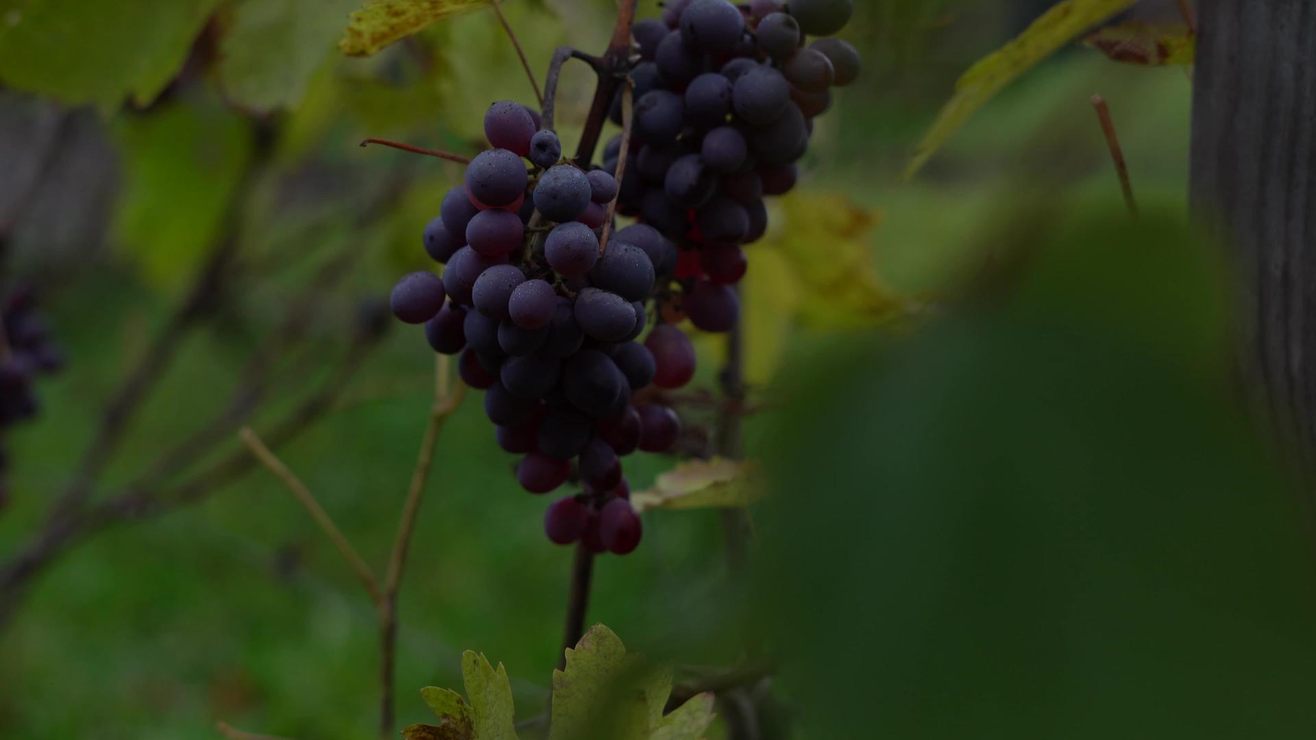 一堆红葡萄挂在葡萄园里视频的预览图