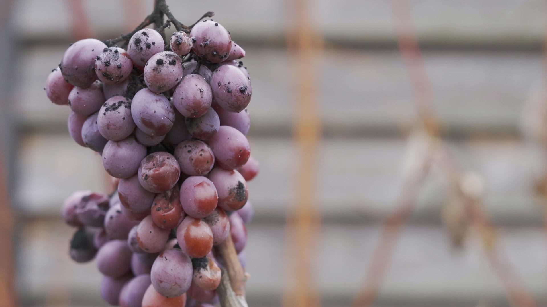 葡萄园里挂着一堆被宠坏的甘蓝葡萄视频的预览图