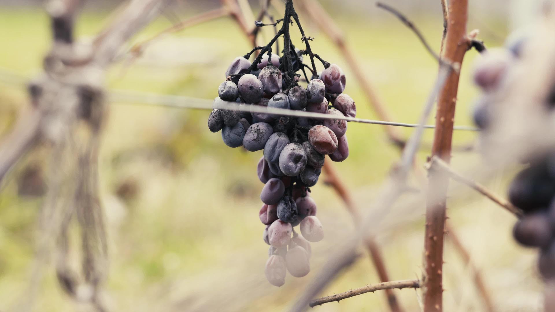 一群枯萎的黑葡萄挂在葡萄园里视频的预览图