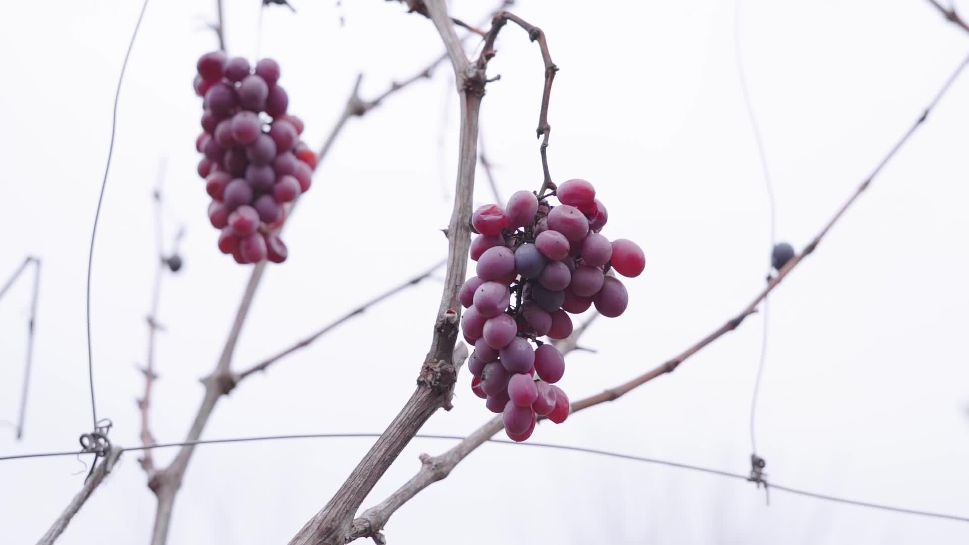 秋末葡萄园里挂着两堆红葡萄视频的预览图
