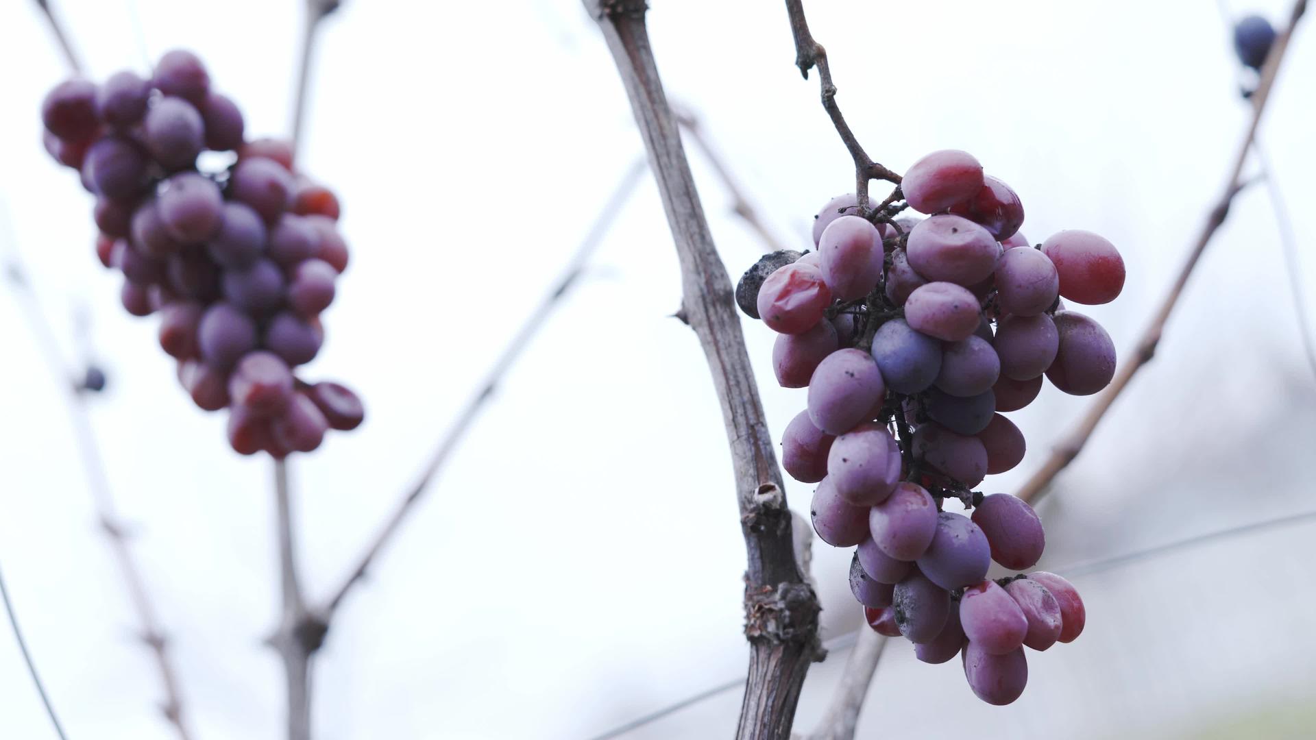 冷风过后葡萄园里挂着葡萄收成视频的预览图