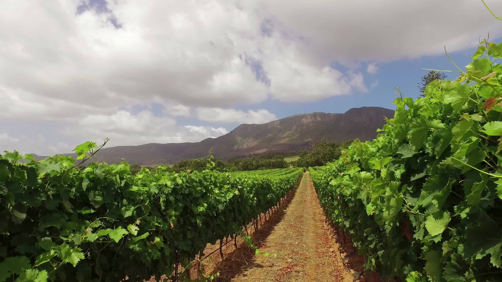 美丽的葡萄园景观南非视频的预览图
