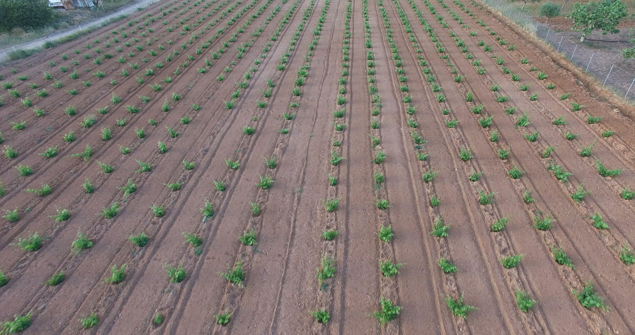 新种植的葡萄园上方视频的预览图