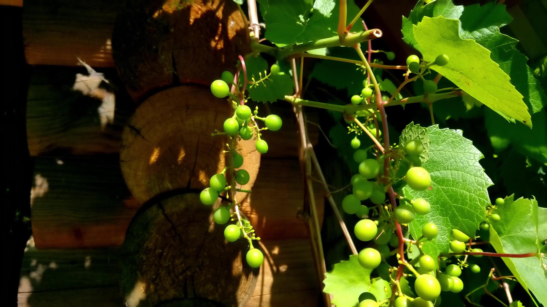 在明媚的阳光下花园里有绿色的葡萄枝视频的预览图