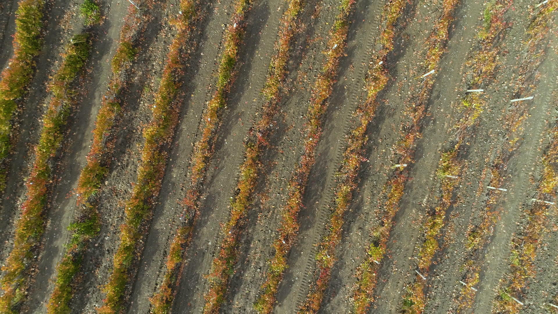 无人机在秋季红葡萄园的垂直高视收成期向上飞行视频的预览图