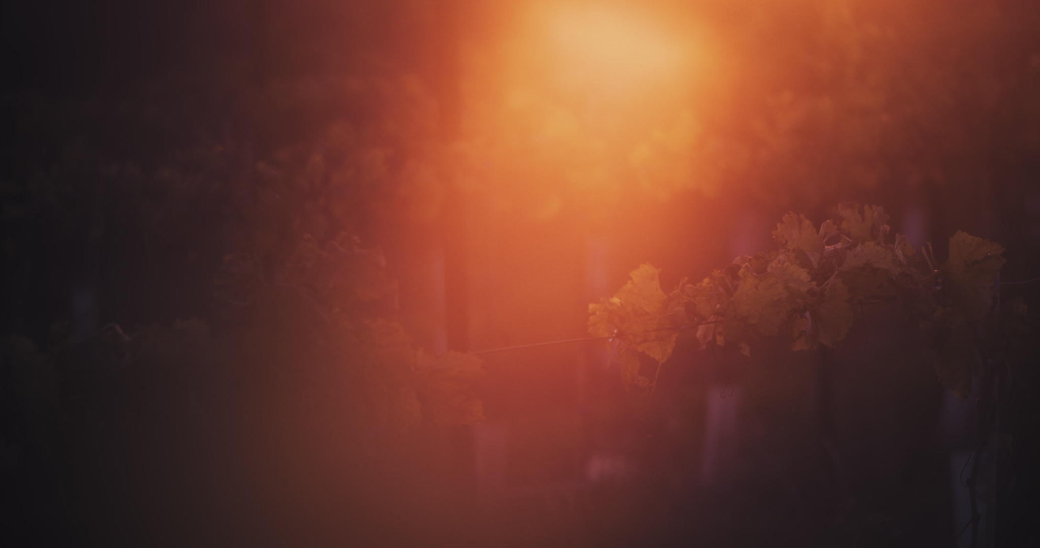 阳光照耀着葡萄园植物视频的预览图