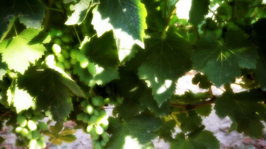 夏季葡萄园葡萄视频的预览图