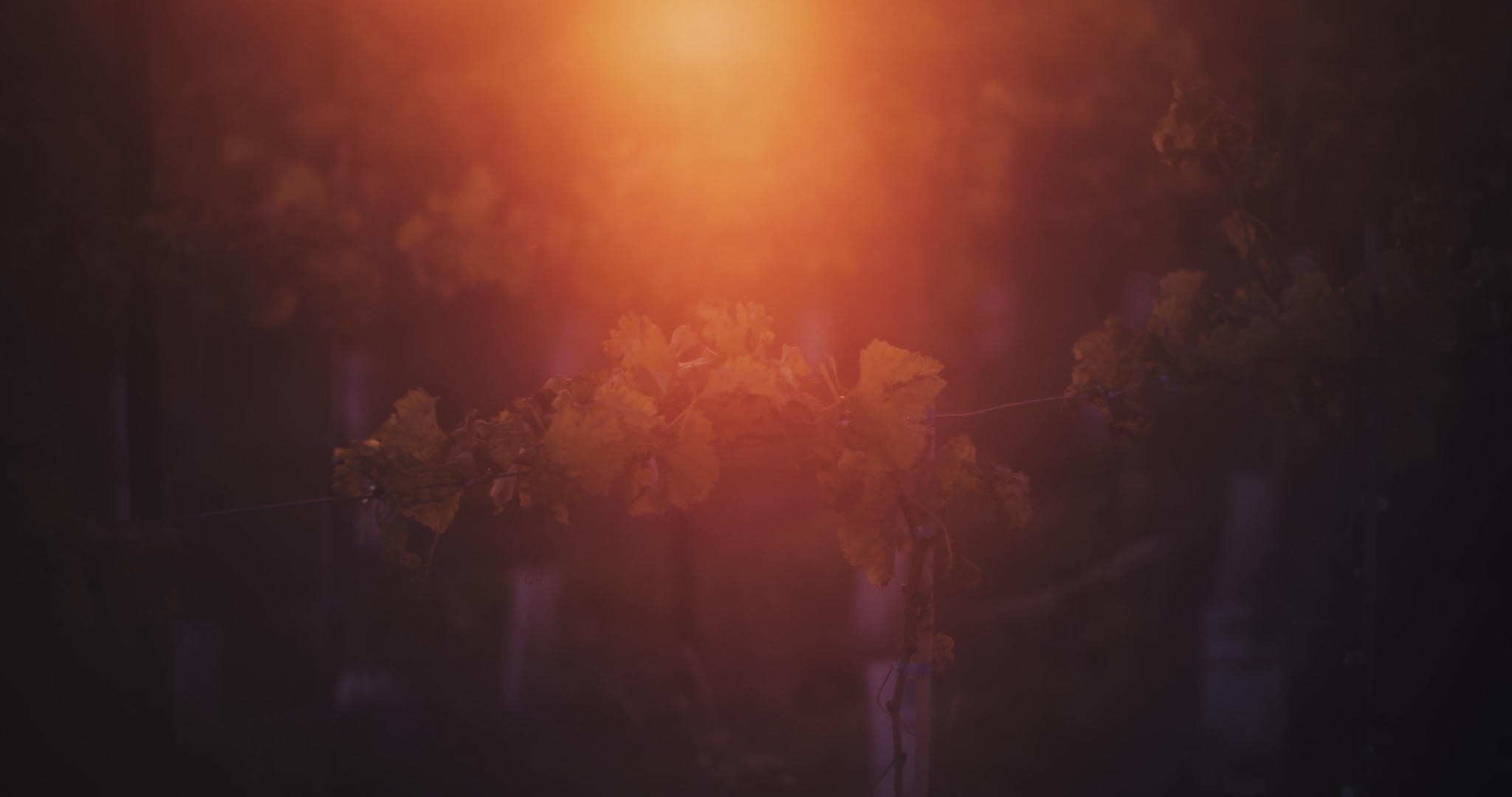 葡萄植物的红太阳视频的预览图