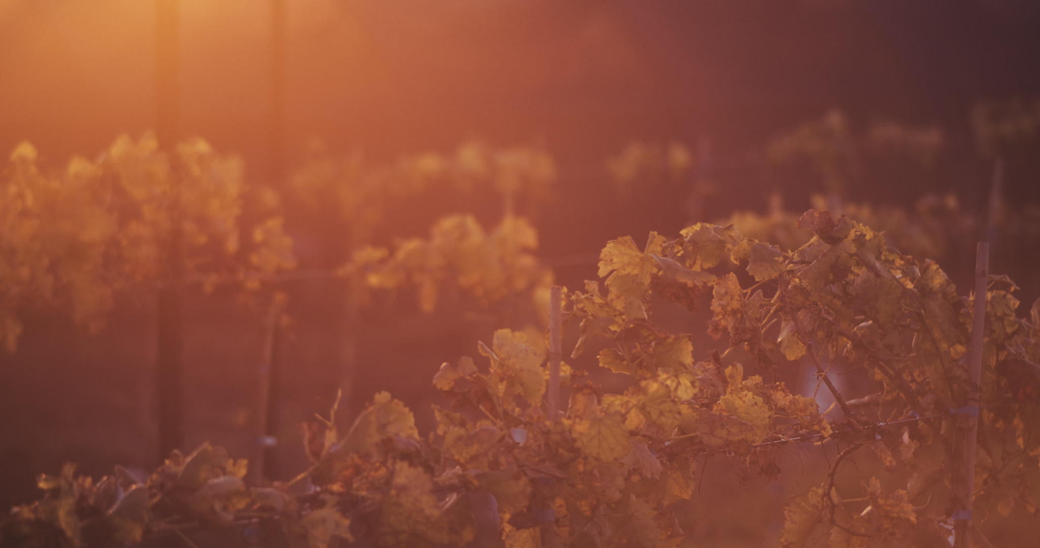 日落时美丽的葡萄园视频的预览图