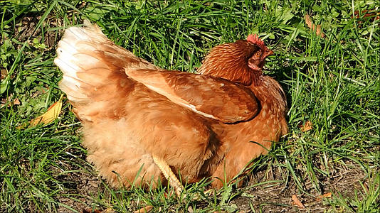 草地里在生蛋的老母鸡视频的预览图