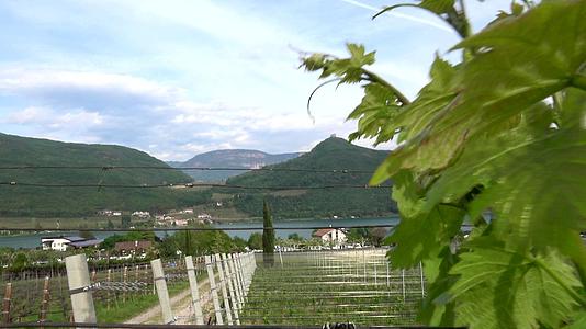 南特罗尔意大利州南卡尔顿湖的葡萄酒视频的预览图