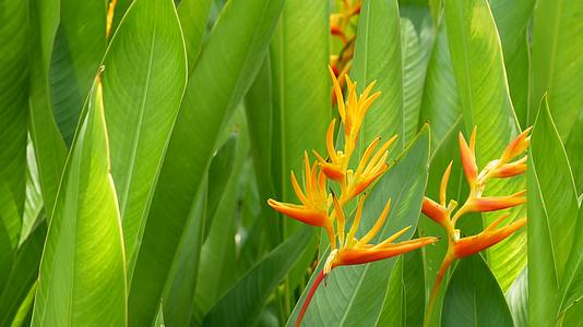 春天花园里五颜六色的热带花卉的宏观特写模糊在阳光下视频的预览图