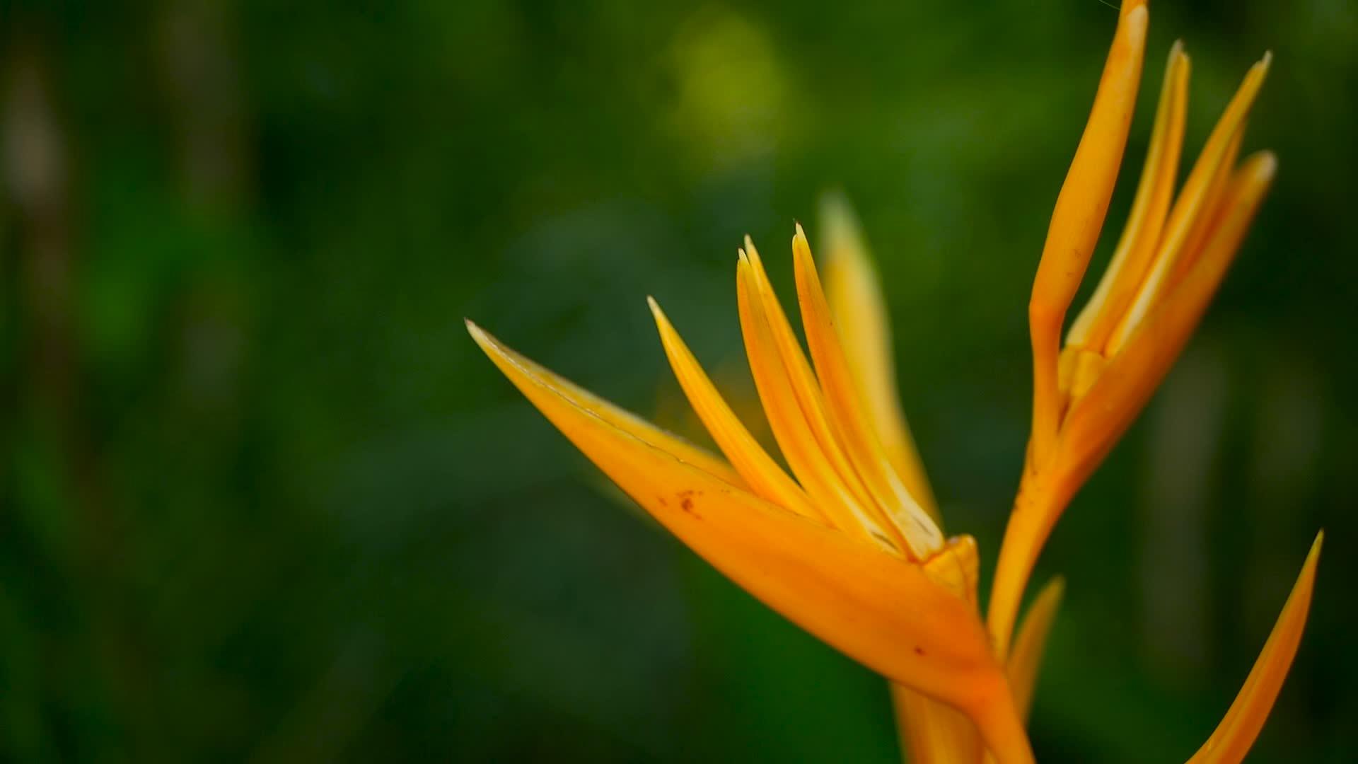 橙黄色直升机Strelitzia宏观的鸟类天堂视频的预览图