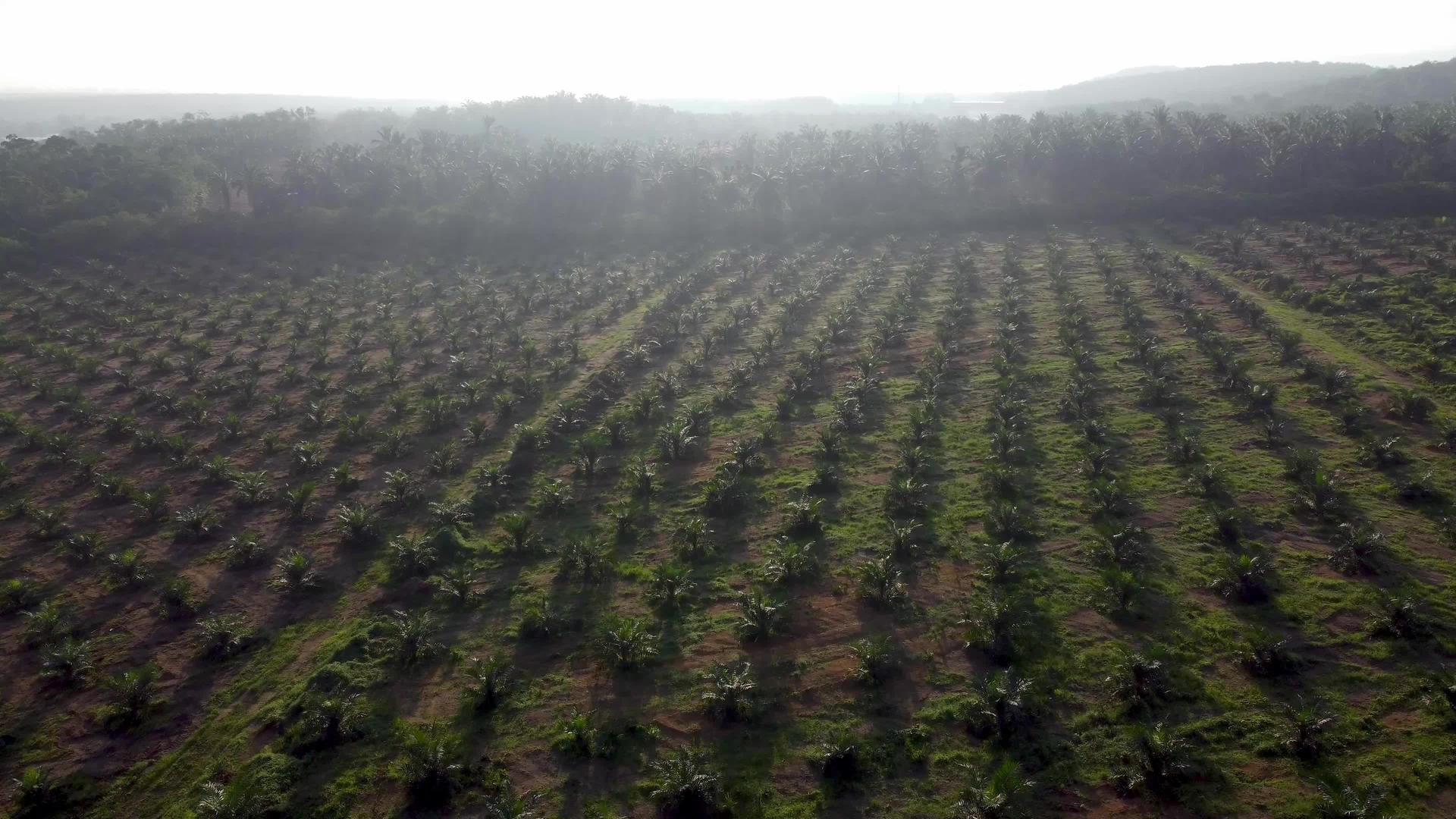 油棕榈种植园的空气雾视频的预览图