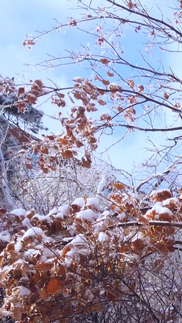 拍摄美丽的冬季镜头雪花覆盖的路灯视频的预览图