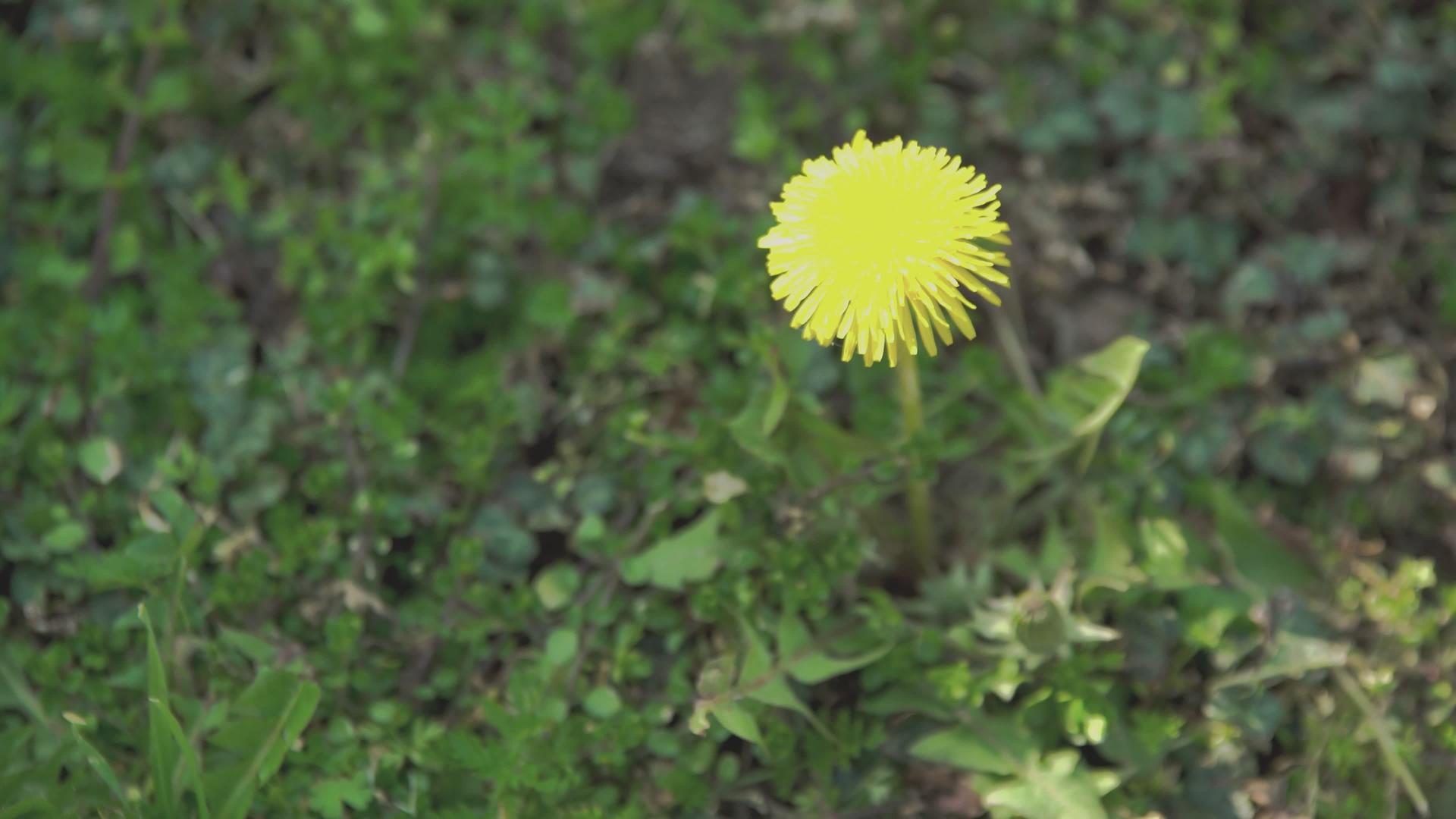春天2的花朵视频的预览图