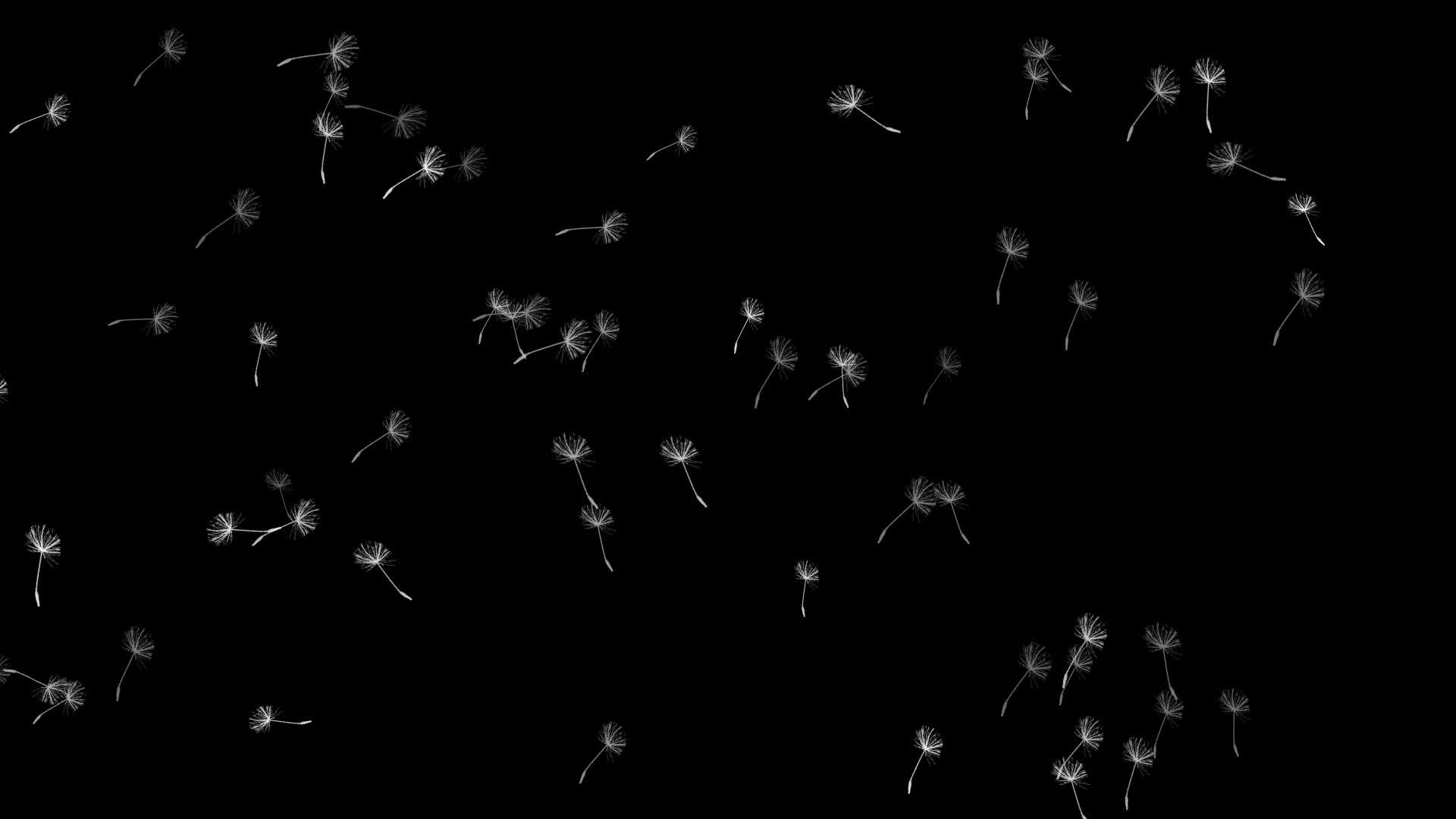 花生种子苍蝇视频的预览图