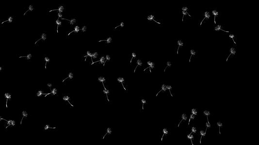 花生种子苍蝇视频的预览图