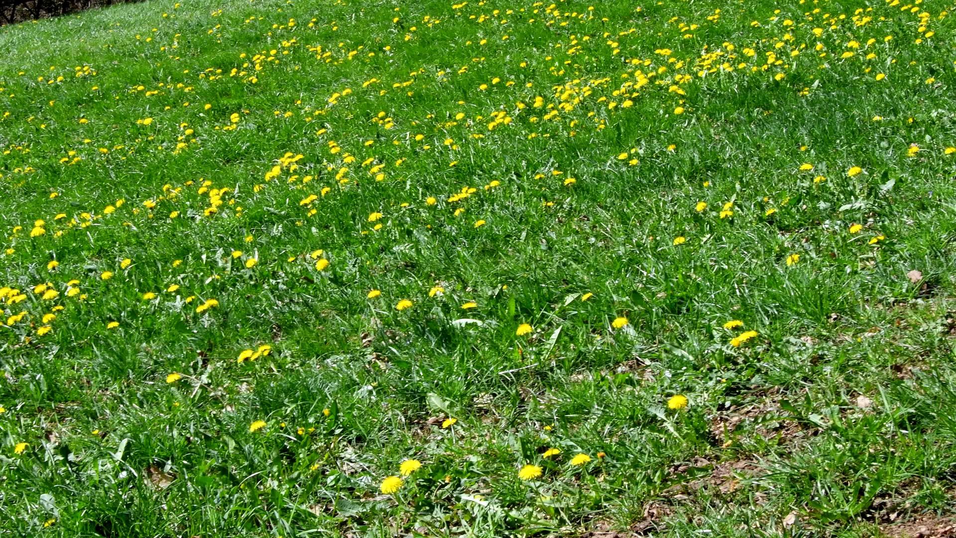 春天有许多花有草视频的预览图