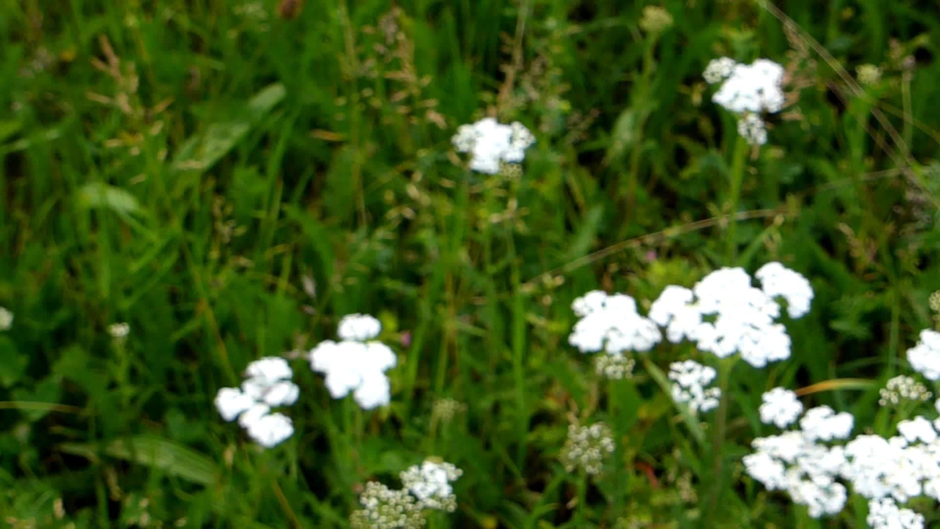 叶罗草有花的药草视频的预览图