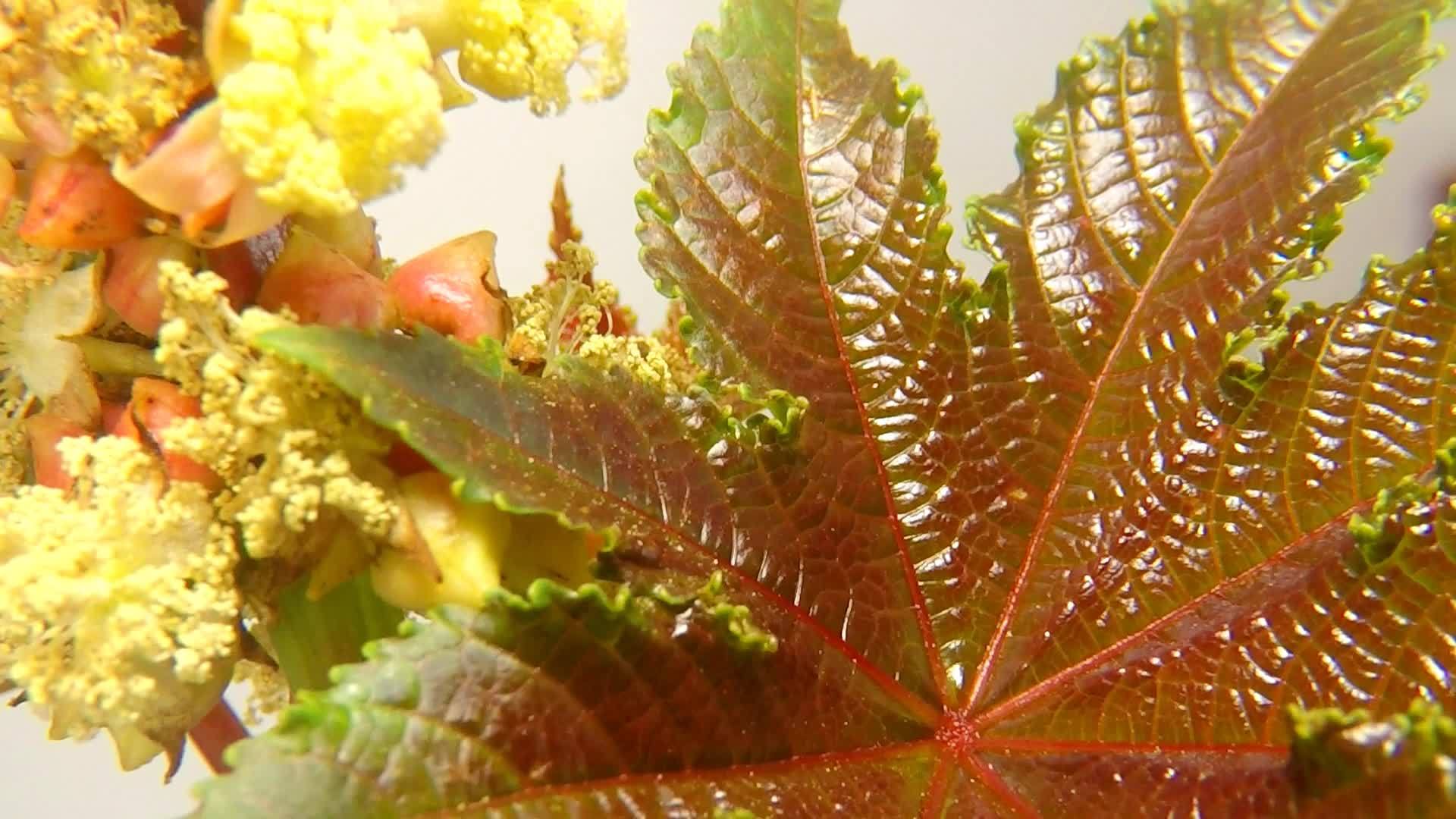 陶油植物含有花叶和花粉视频的预览图