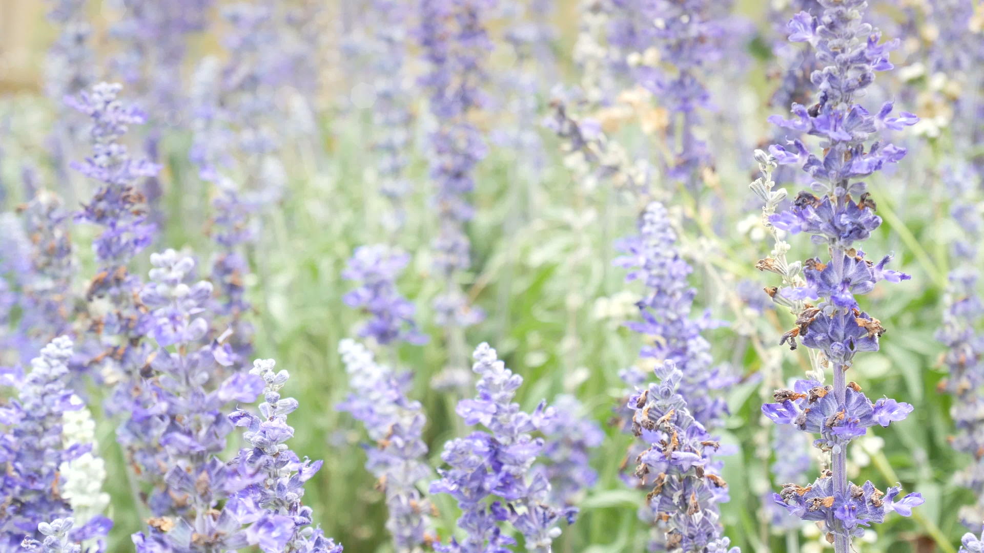 草原上的草地上有美丽的紫罗兰花视频的预览图