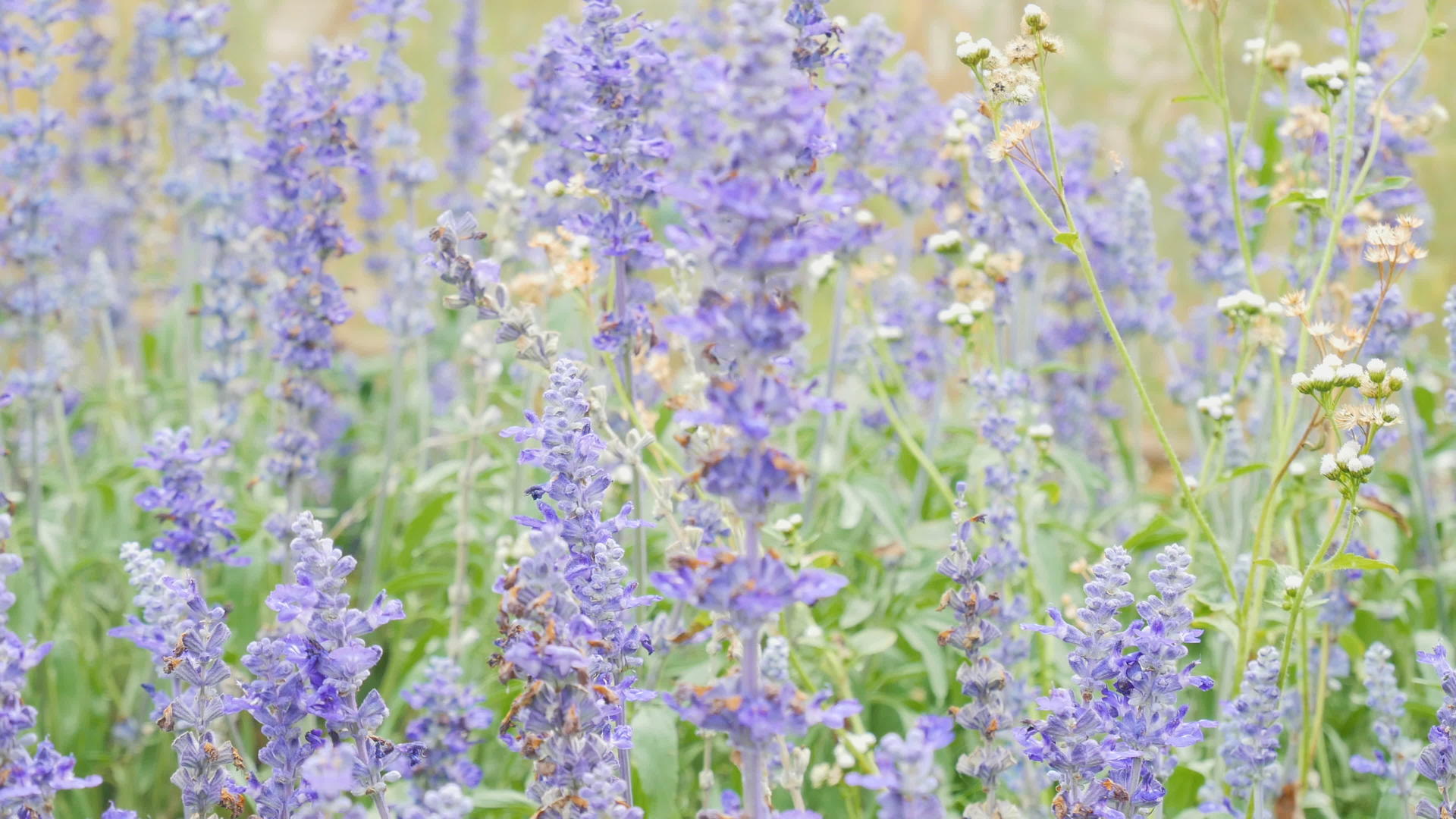 4K蓝色丹参蓝鼠尾草花草地上美丽的紫罗兰花视频的预览图