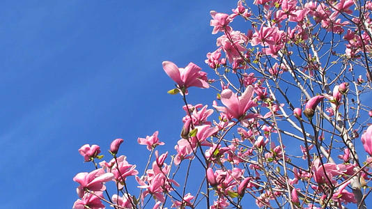 粉红色的玉兰花花朵视频的预览图