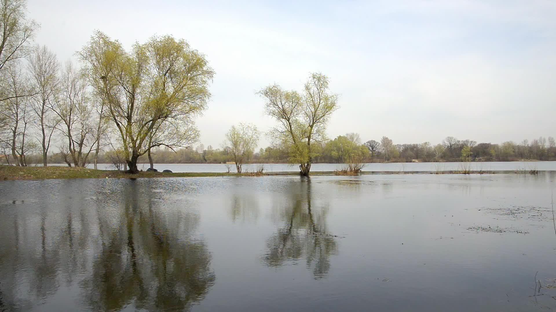 河岸附近的柳树视频的预览图