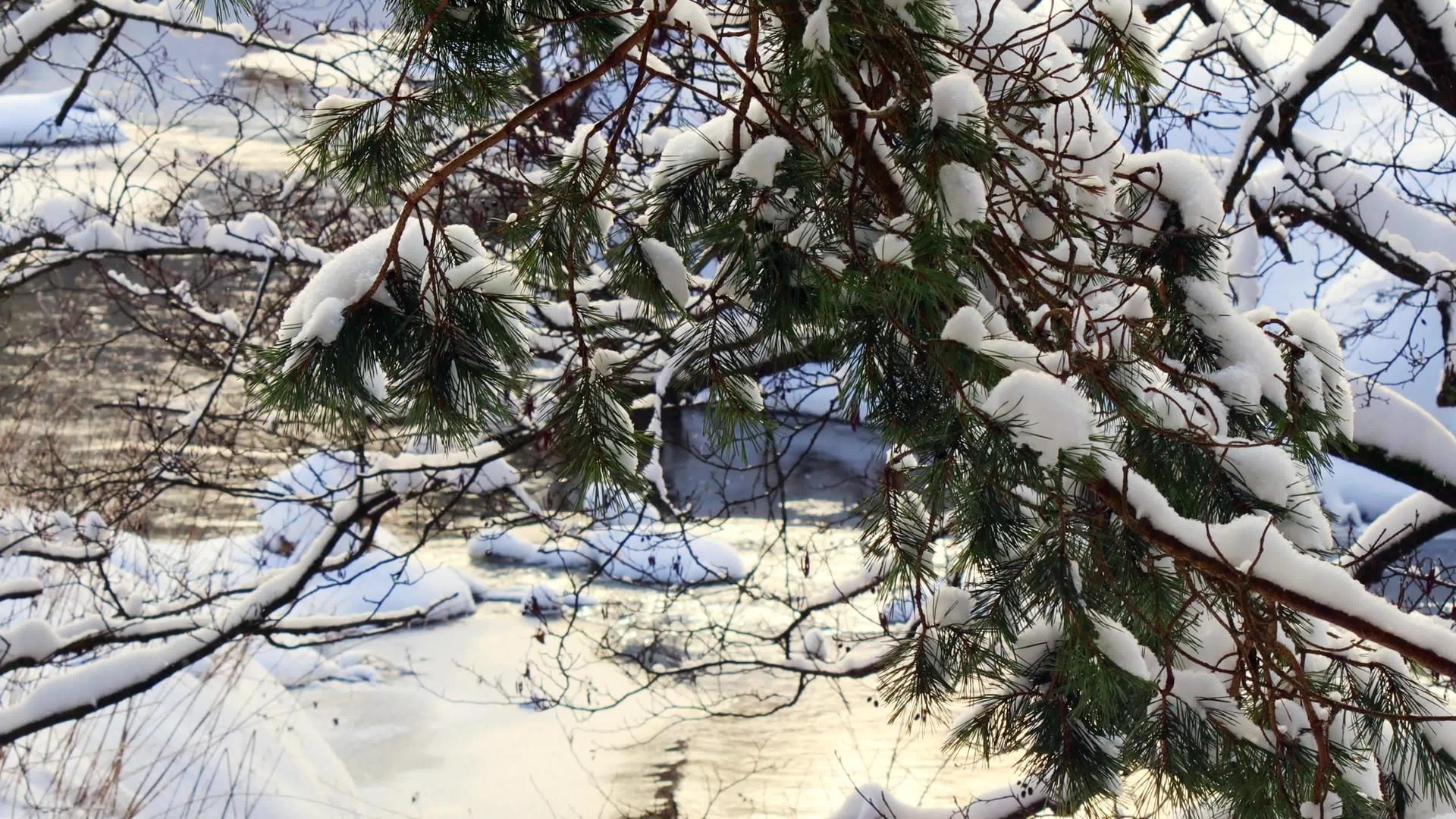 在阳光明媚、寒冷的日子里流淌的河流背景下松树枝上长满了新鲜的雪视频的预览图