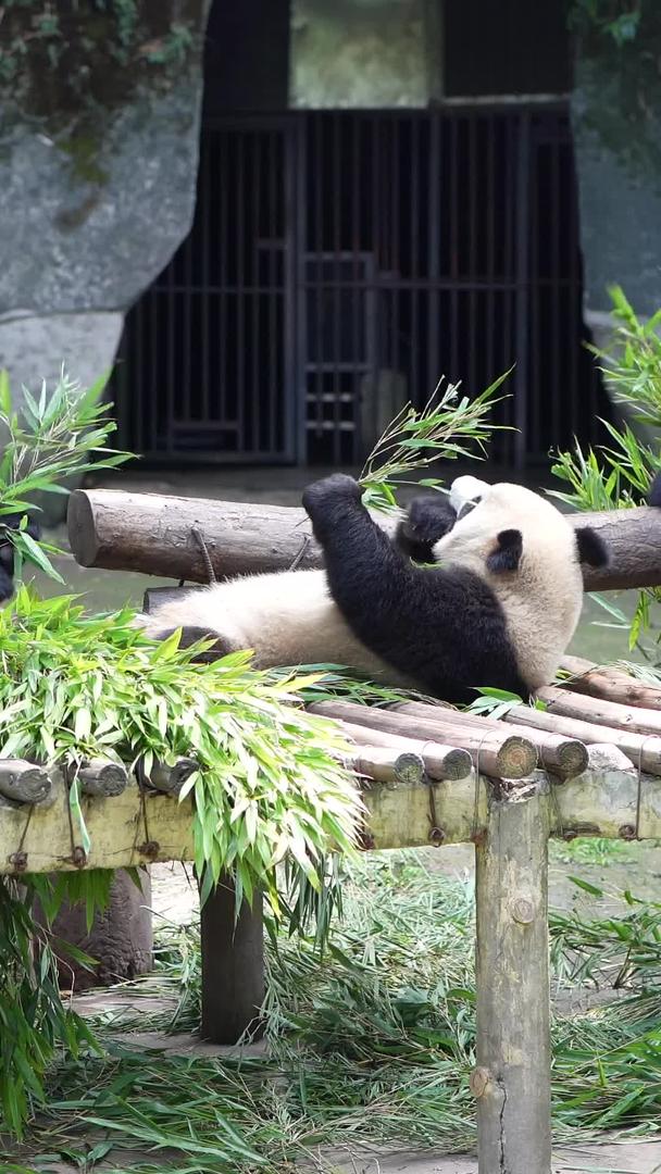 国宝大熊猫吃竹子视频的预览图
