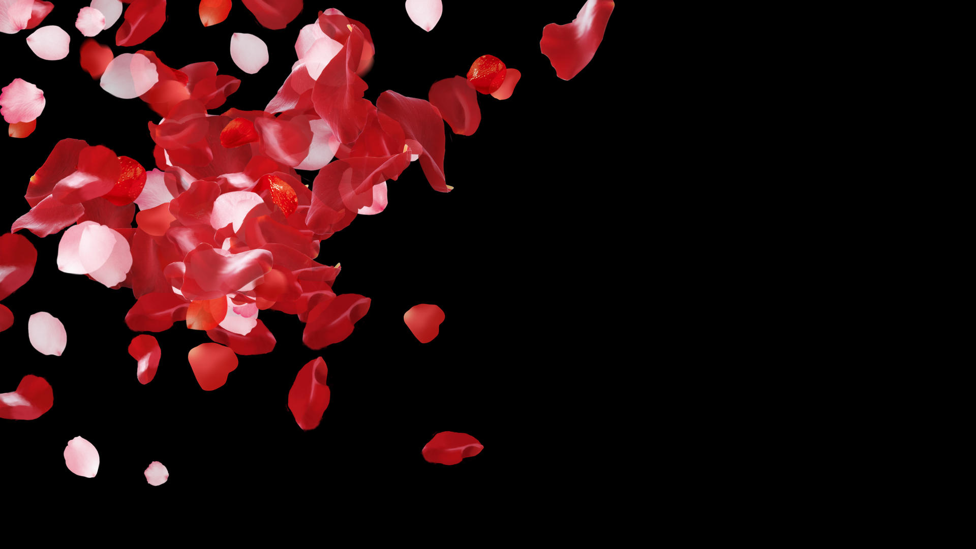 炫彩花瓣花朵粒子转场视频的预览图
