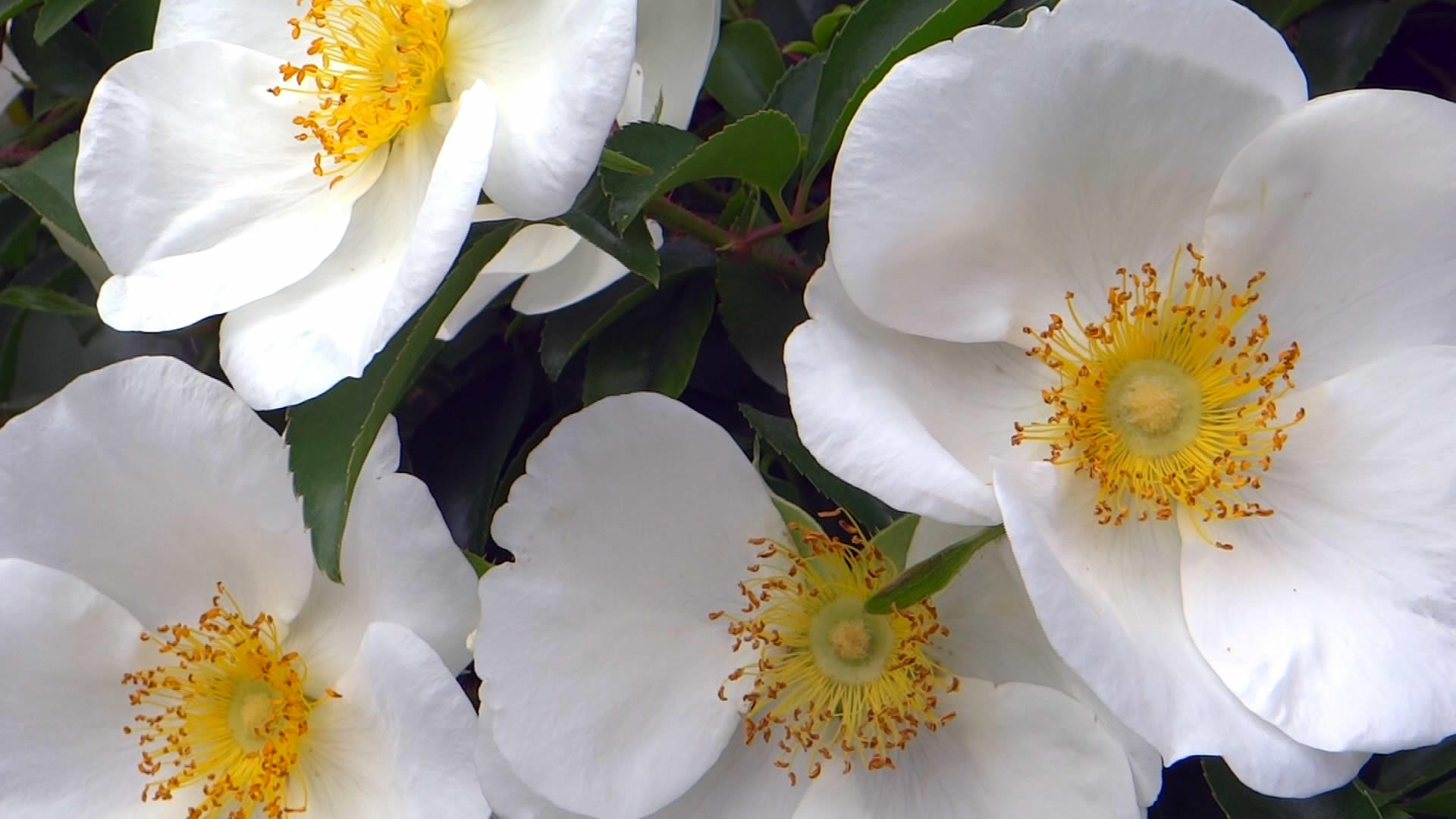 白色山茶花朵视频的预览图