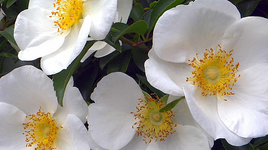 白色山茶花朵视频的预览图