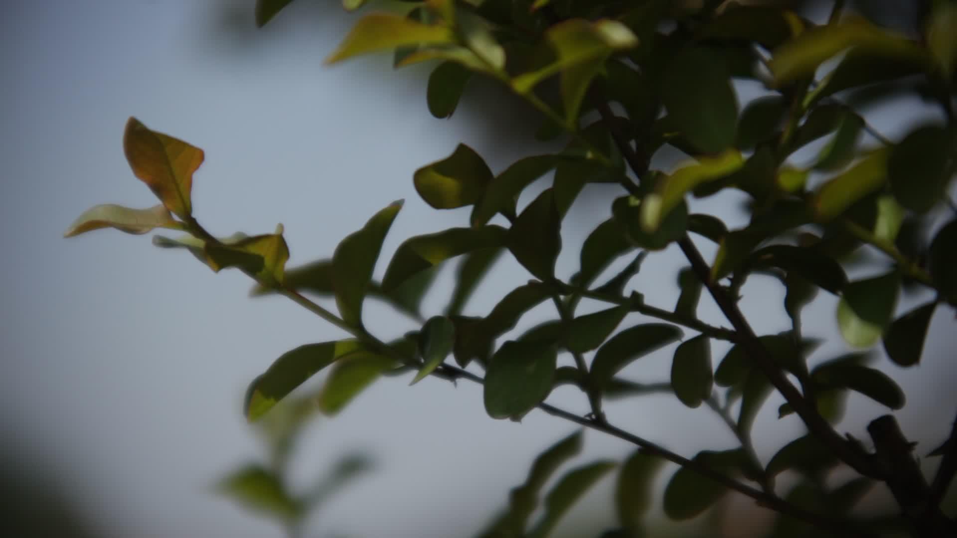一种植物的普通叶子被风在黑暗区域反射视频的预览图