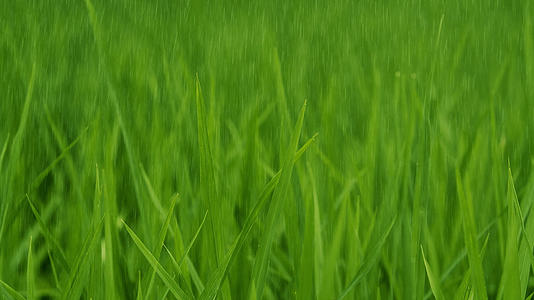 4K实拍夏至雨中的水稻视频的预览图