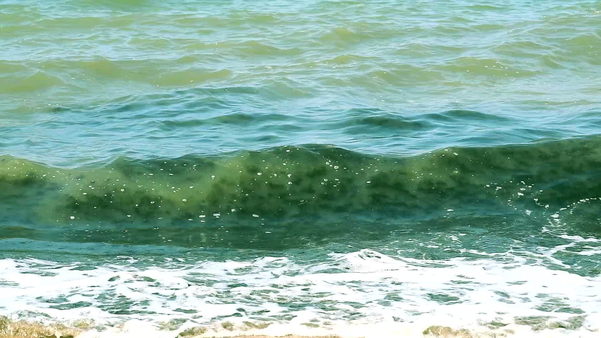 蓝绿藻海洋污染和海滩环境污染视频的预览图