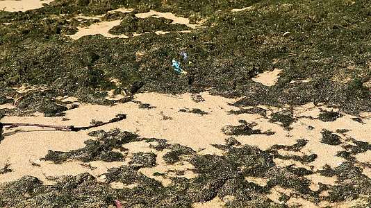 蓝绿藻海滩上的海洋污染和环境污染视频的预览图