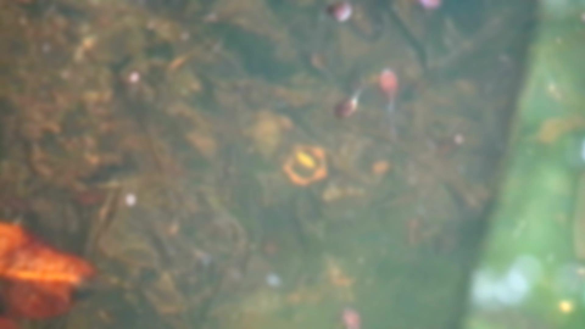 在水泡中发现模糊的幼虫和食物视频的预览图