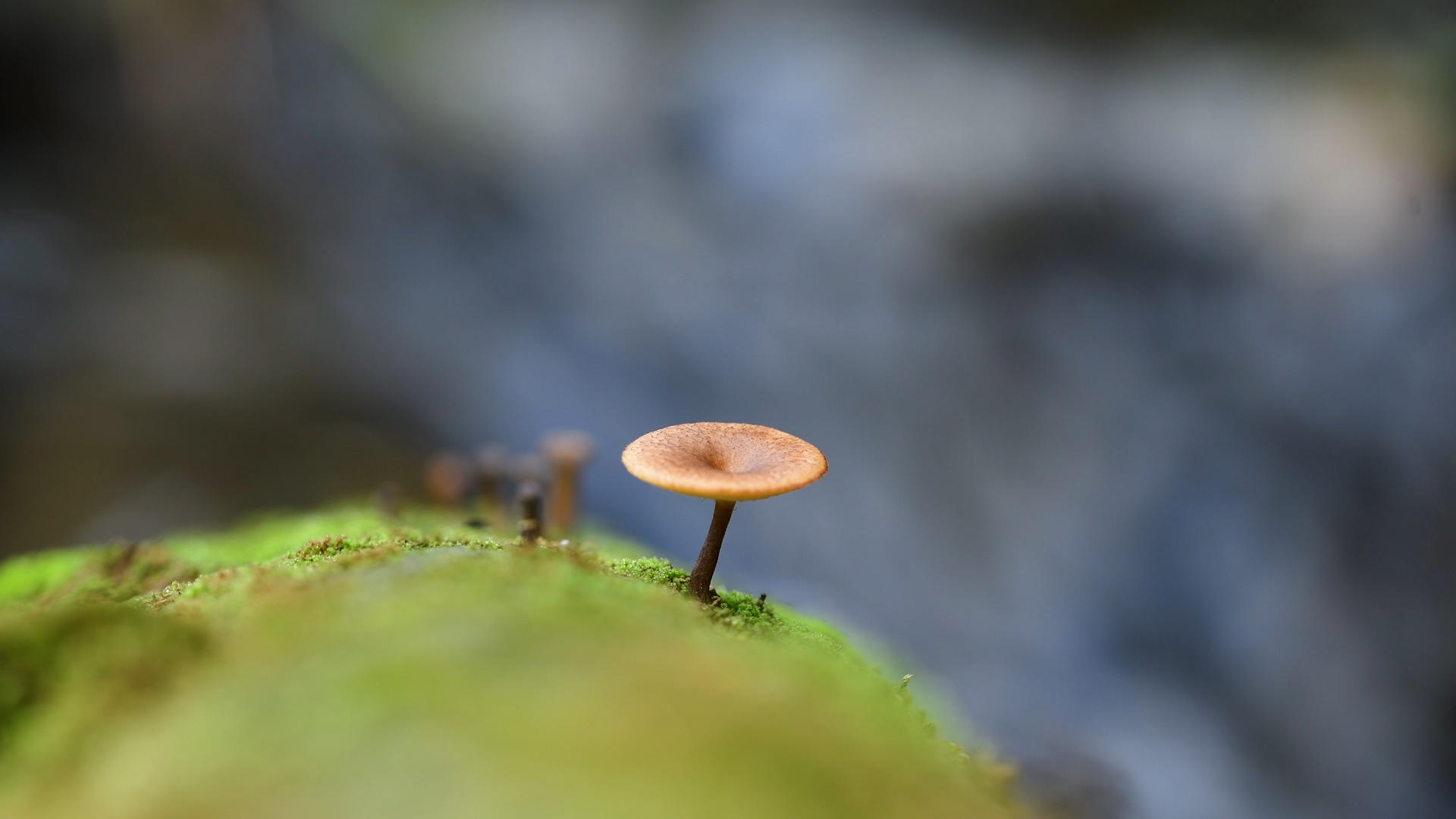 4k野生真菌蘑菇视频的预览图