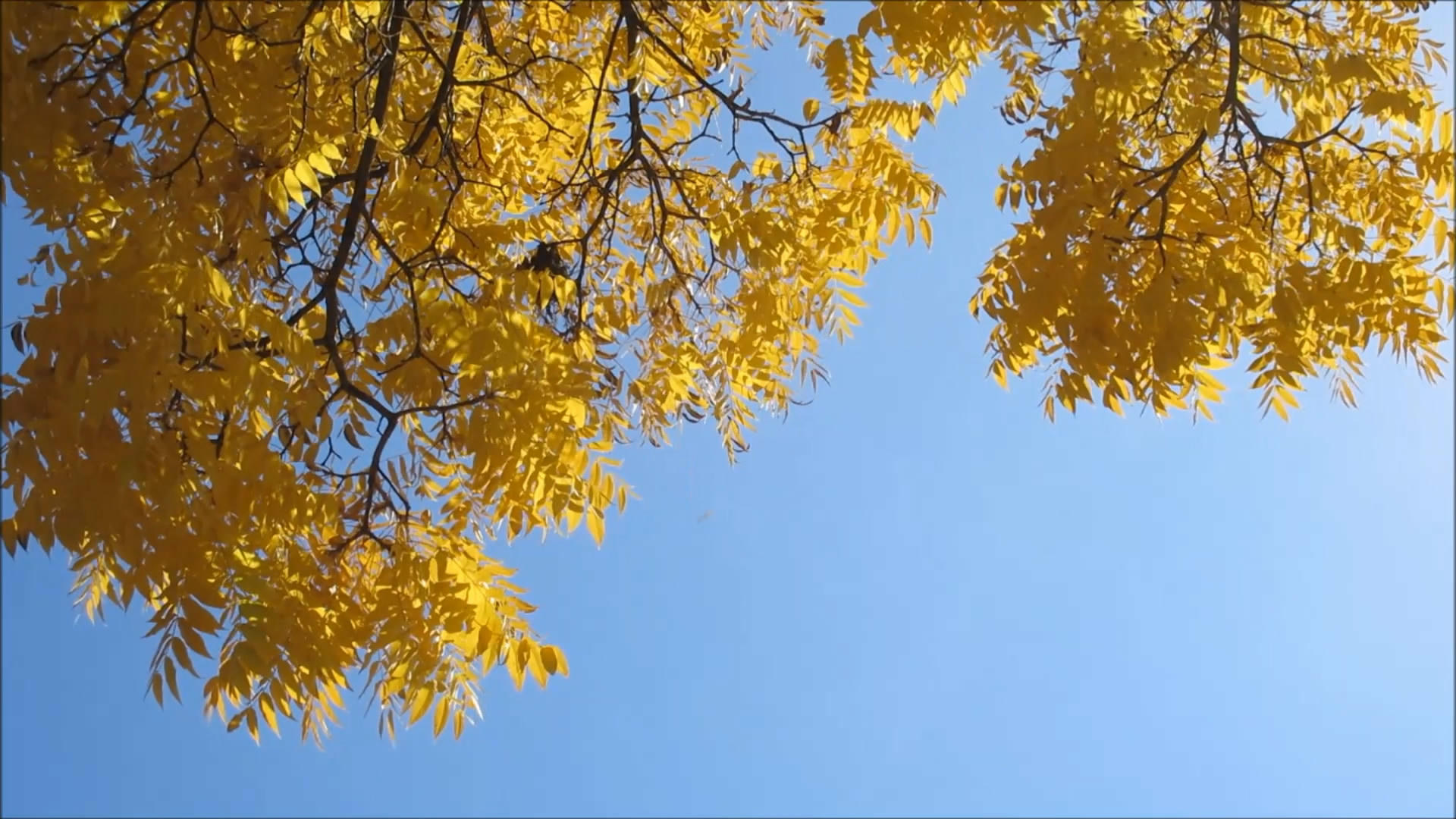 黄色的银杏树叶飘落视频的预览图