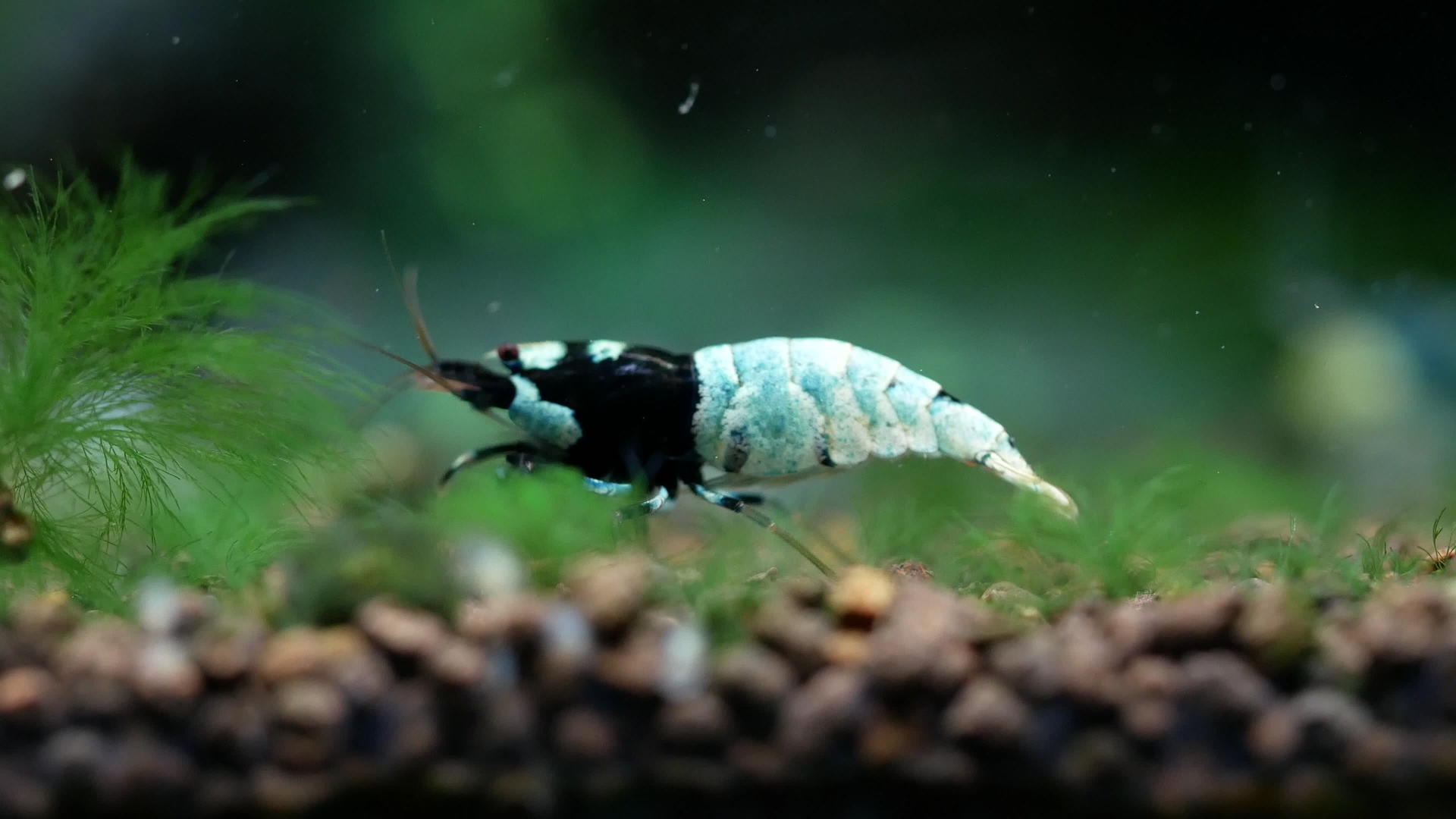 蓝螺栓侏儒虾在水生土壤中寻找食物视频的预览图