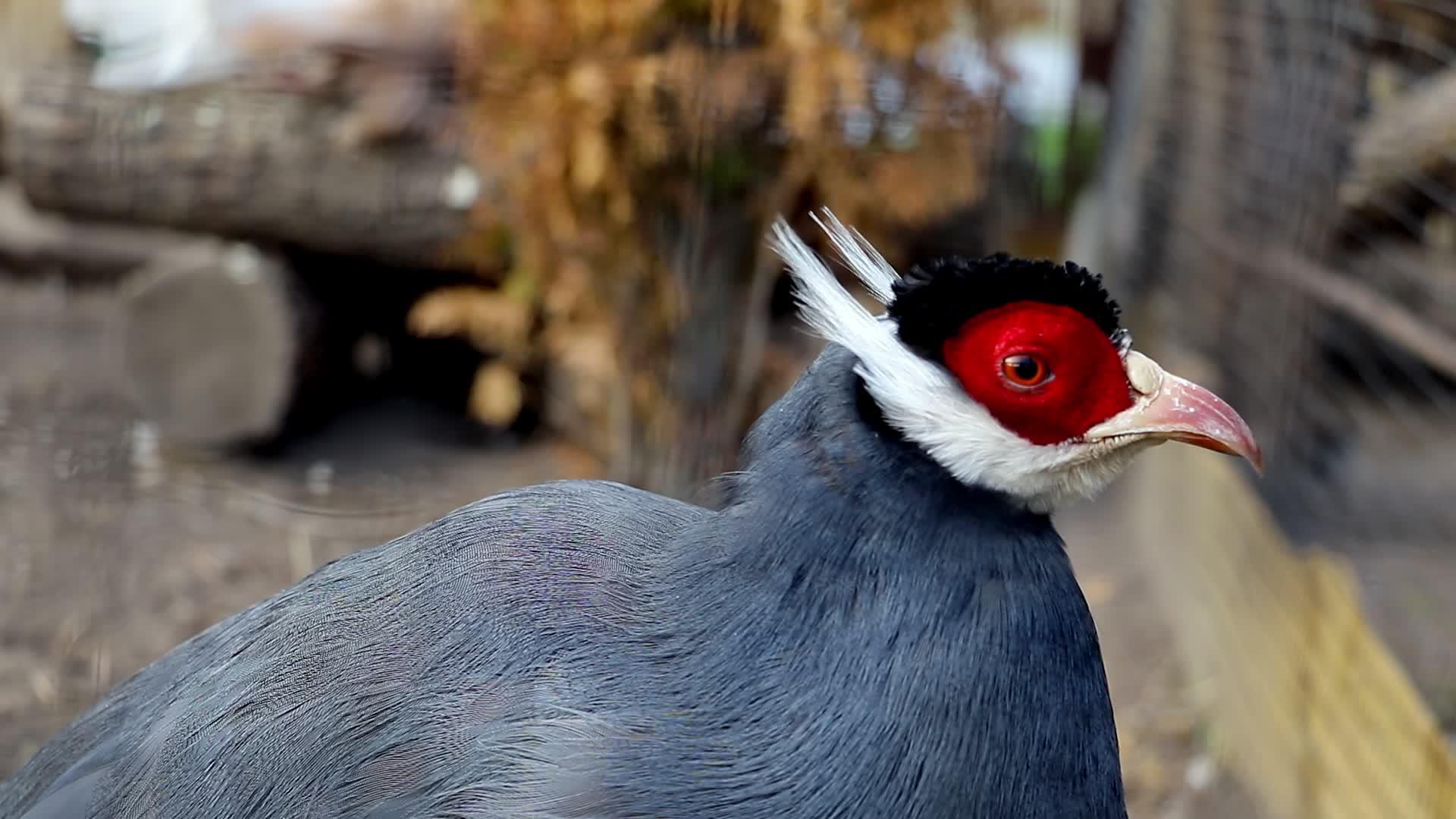 在一只蓝耳野鸡上缝鸟视频的预览图