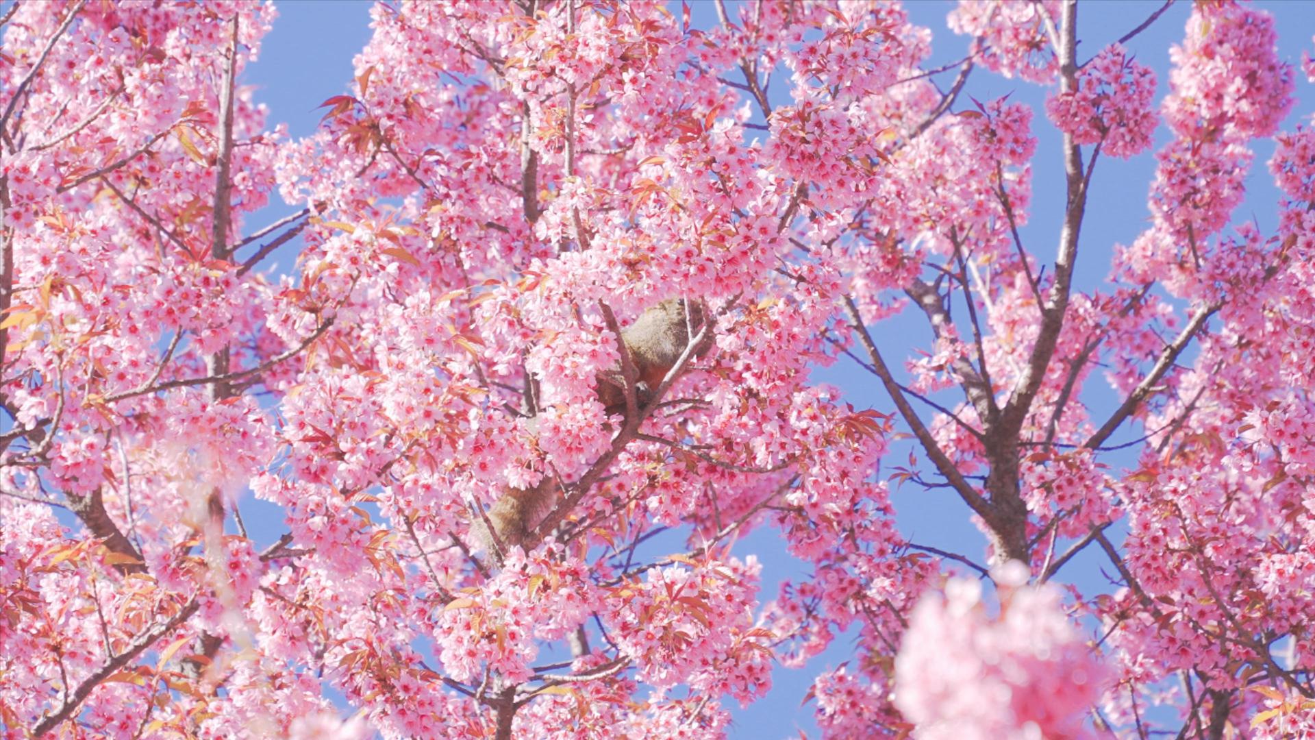 樱花树上的松鼠4K视频的预览图