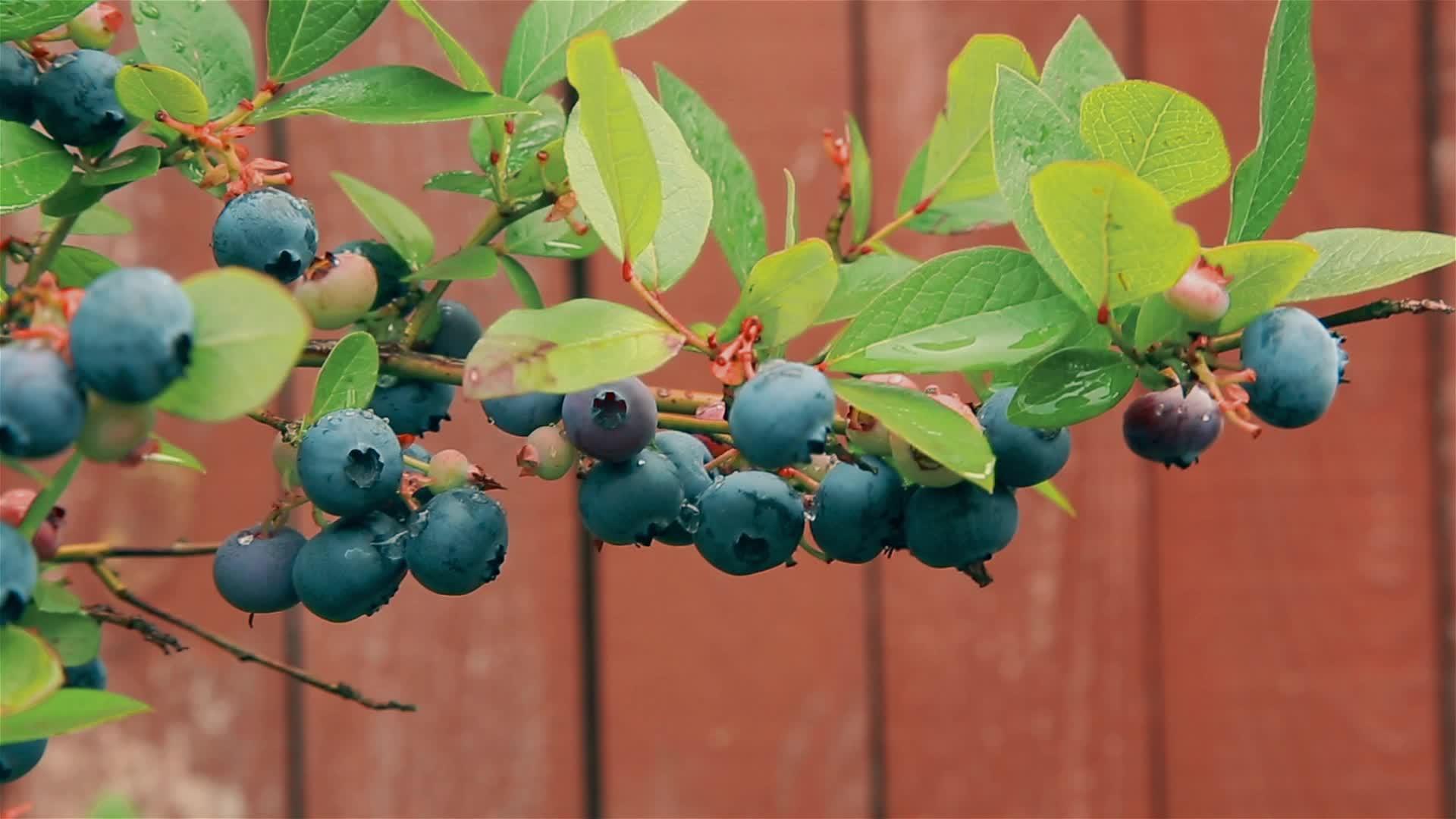 成熟的蓝莓在蓝莓草上hdsir视频的预览图