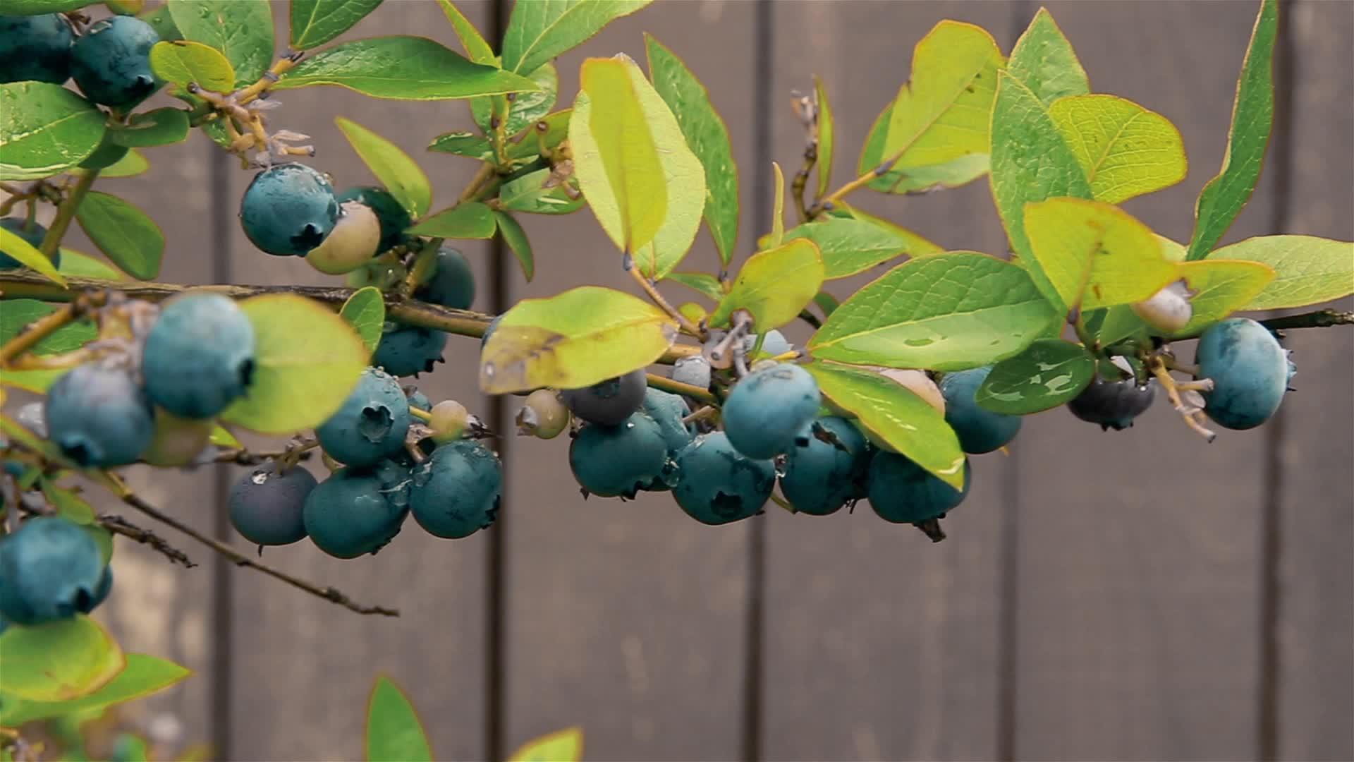 挂在花园里的蓝莓白莓挂在灌木丛的树枝上视频的预览图