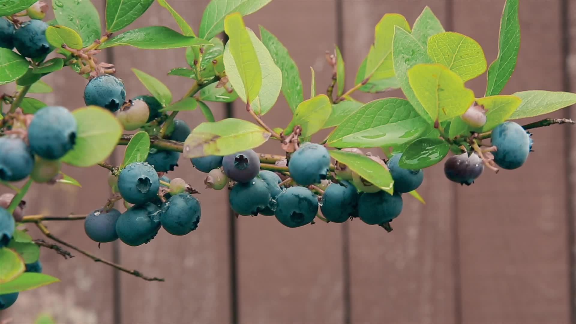 在花园里同一个月的树枝上有一根浓密的蓝莓视频的预览图