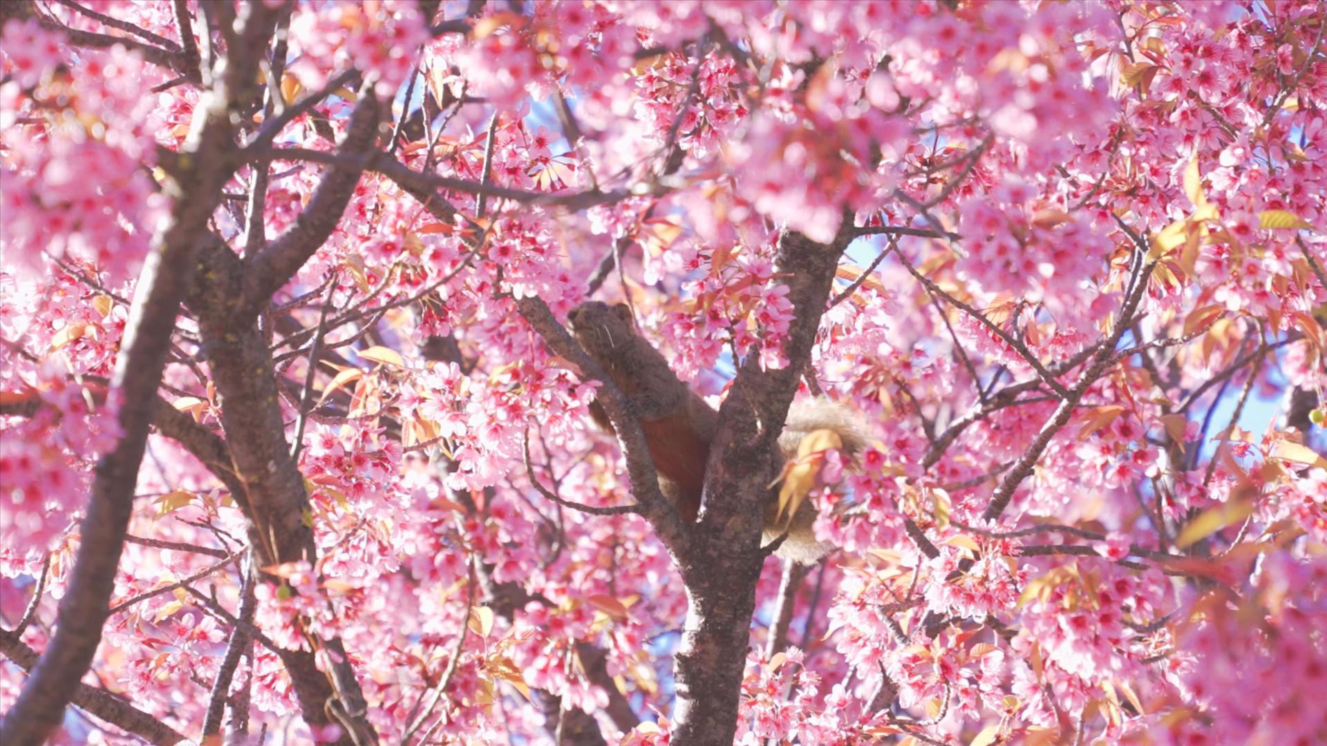 樱花树上的松鼠4K视频的预览图