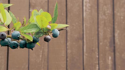 成熟的浆果挂在蓝莓草的花园里视频的预览图