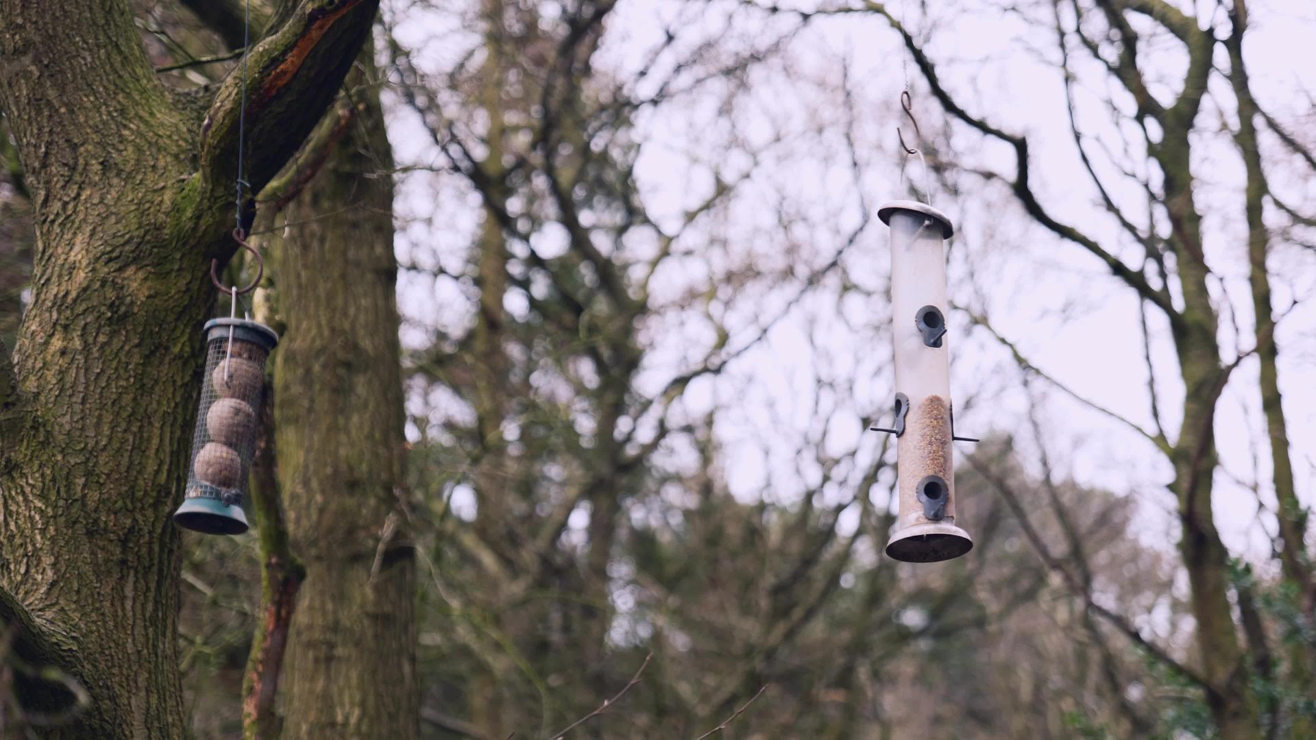 鸟儿从树上生鸟视频的预览图